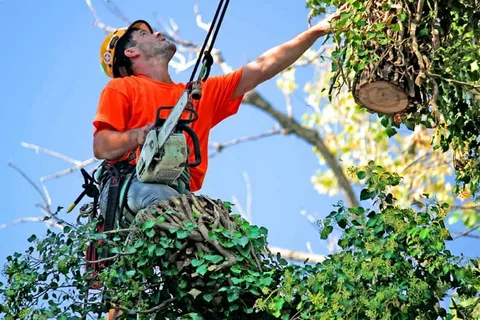 Tree Services