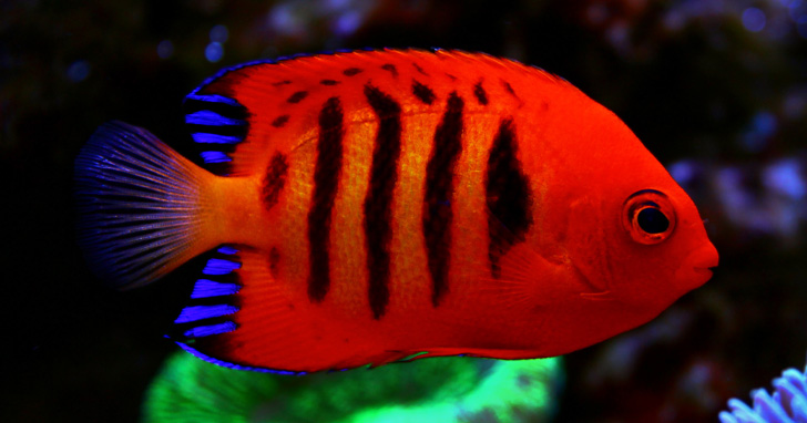 Flame Angelfish For Sale