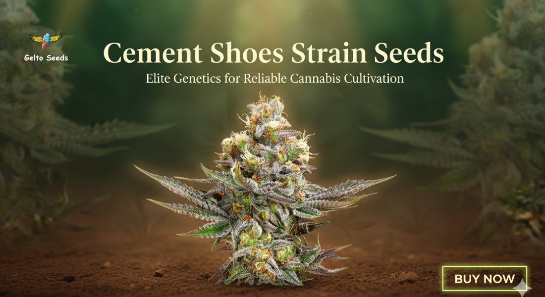 Cement Shoes Strain Seeds